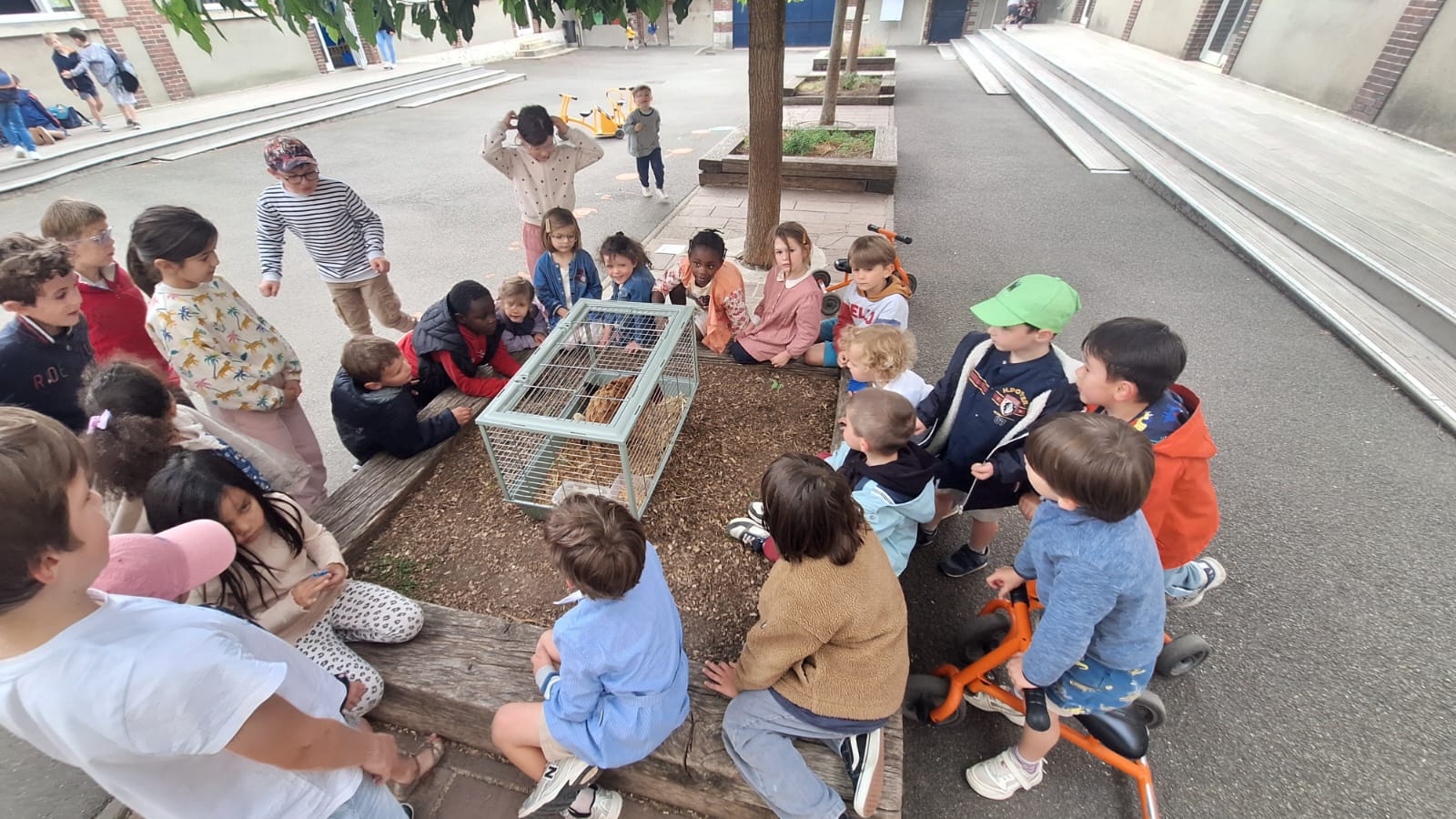 poulailler-pedagogique-ecolesdevies-saint-ferdinand-12