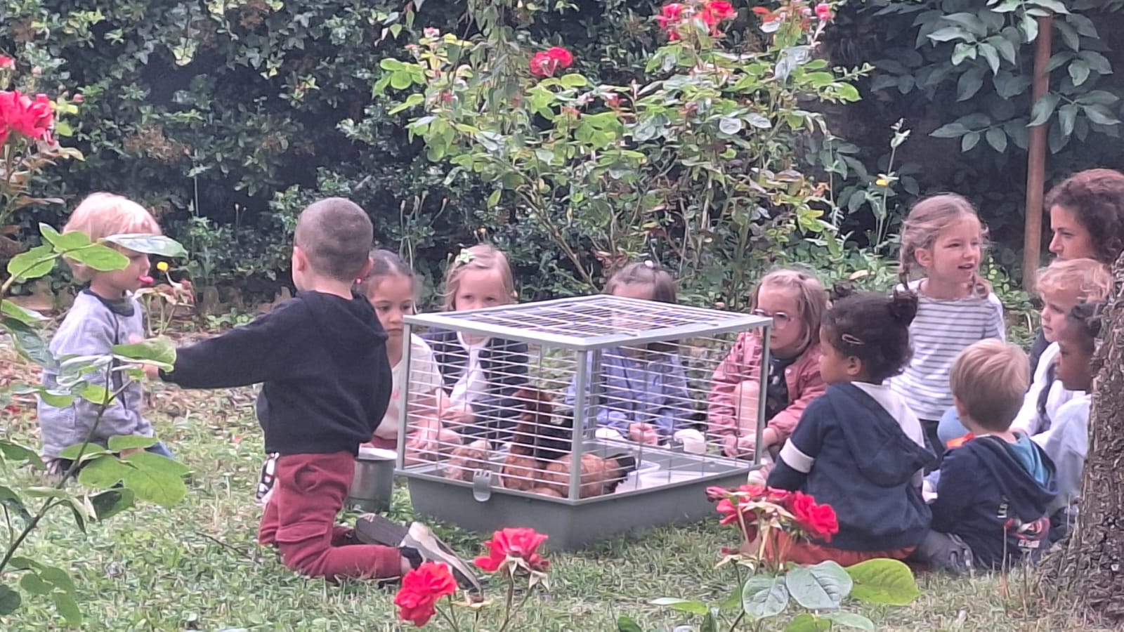 poulailler-pedagogique-ecolesdevies-saint-ferdinand-14